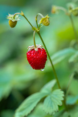 Closeup view of red strawberry on green leaves background. Beautiful nature backgrounds