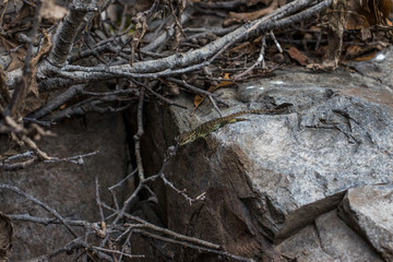 Lagarto en roca