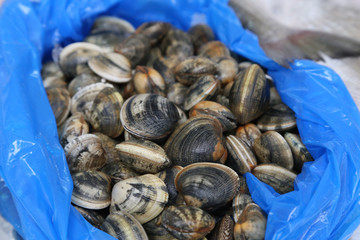 Shells of different colors for sale in the market