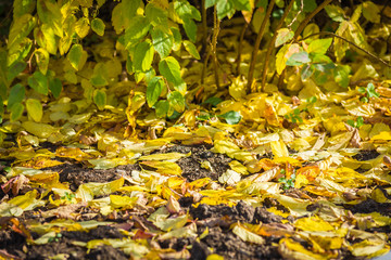 Spirea leaves dried and fell to ground.