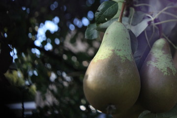 Close up of a pear in a tree 