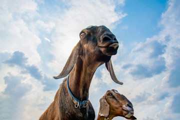 two emotional goats smiling at the camera against the sky