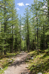 Vegetation and trees in the forests of Banff National Park, Alberta, Canada