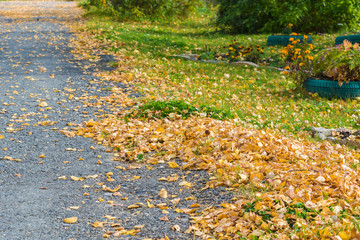 Obraz premium Birch yellow leaves fallen from tree lie on asphalt road on an autumn day.