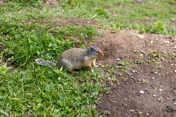 Yellow Bellied Marmot along the trail, Banff area, Alberta, Canada