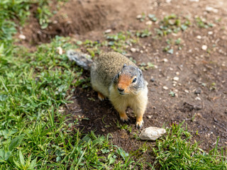Yellow Bellied Marmot posing along the trail, Banff area, Alberta, Canada
