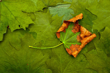 Wilting leaf on a background of green maple leaves. Natural background