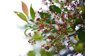 Fototapeta premium small blossom in white and purple