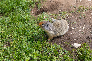 Yellow Bellied Marmot along the trail, Banff area, Alberta, Canada