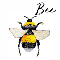 bee watercolour art illustration
