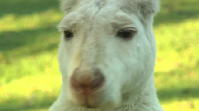 Handheld, close up shot of the face of an albino kangaroo as it intensely looks at the camera, it then looks away.