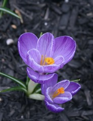 PURPLE CROCUS BLOOMS