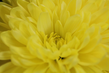 yellow flower close up