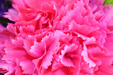 pink peony flowers close up 