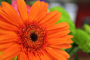 Orange daisy flower close up 