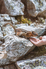 Cute Chipmunk reaching for a human hand