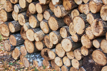 Stack of birch and pine wood for harvesting for winter.