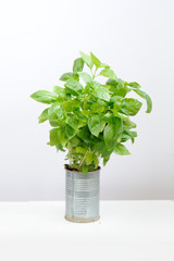 Fresh aromatic culinary herbs. Bunch of basil on a white background