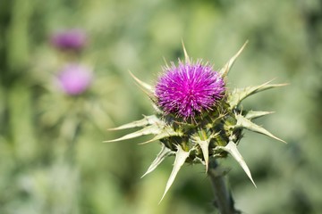Wild Thistle up close in the summer in a field 