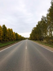 Fototapeta na wymiar endless paved road with yellowed juicy autumn larch day