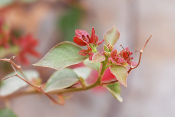 Obraz premium Beautiful leaf view