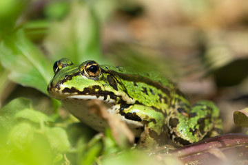 Green european frog on land in natural vegetation facing left