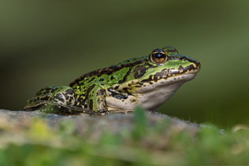 Green european frog on a rock in beautiful light on land facing right seen from low angle