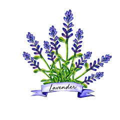 Lavender flower watercolor art illustration