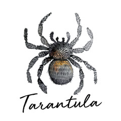 Obraz premium watercolour isolated spider animal