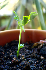young plant in a pot