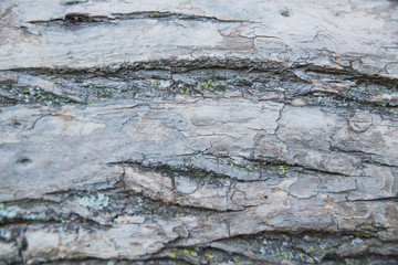 abstract texture of old wood bark with cracks