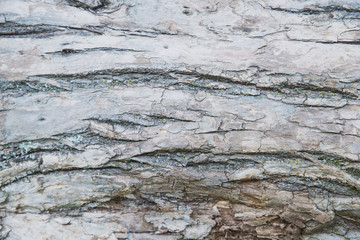 abstract texture of old wood bark with cracks