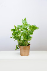 Fresh aromatic culinary herbs. Bunch of basil on a white background