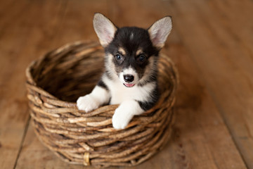 Cute puppy welsh corgi Pembroke 