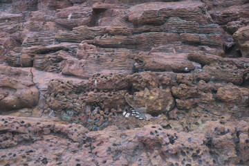 texture of wild stone with moss and vegetation, abstract texture of natural solid minerals