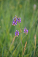 Fototapeta premium blue flowers in a field