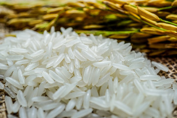 Jasmine white rice with gold grain from agriculture farm.