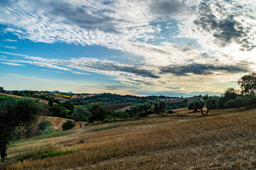 Fototapeta premium Campagne marchigiane in estate