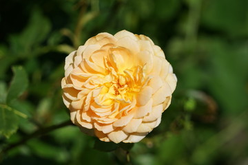 Yellow Rose in Garden as a Macro