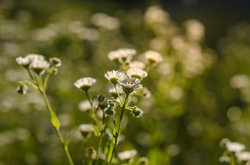 Field of camomiles at sunny day at nature. Camomile daisy flowers, field flowers, chamomile flowers, spring day