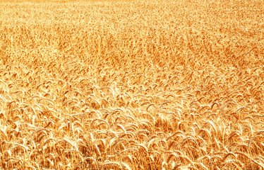 Wheat field with ripening golden ears