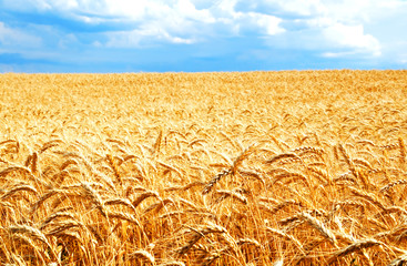 Background of wheat field with ripening golden ears © svetamart