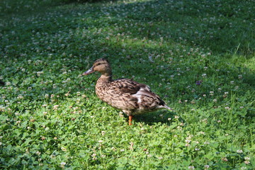 duck in a flowering meadow