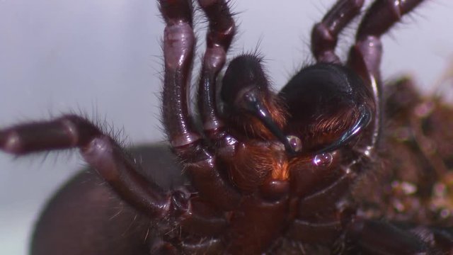 Extreme close up of the underside of a Sydney funnel-web spider, showing hairy legs, and large mandibles