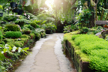 walkway path in garden freshness in garden