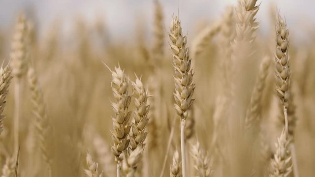 Spikelets of wheat. Close-up wheat