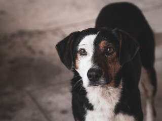 portrait of a mixed breed sad black, brown and white dog staring, looking / begging