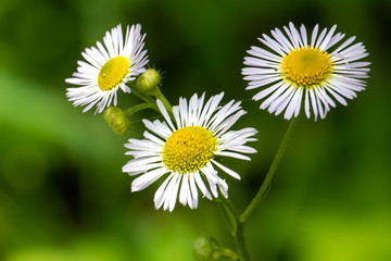 daisies in field