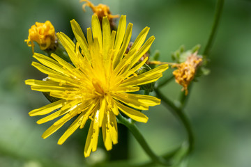 closeup of yellow flower (Dandelion)