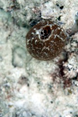 Odd Coral formation,  Great Barrier Reef-Cairns, Australia